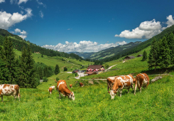 Schönangeralm_cows_Wildschönau_credit_Wildschönau_Tourismus_WEB.jpg