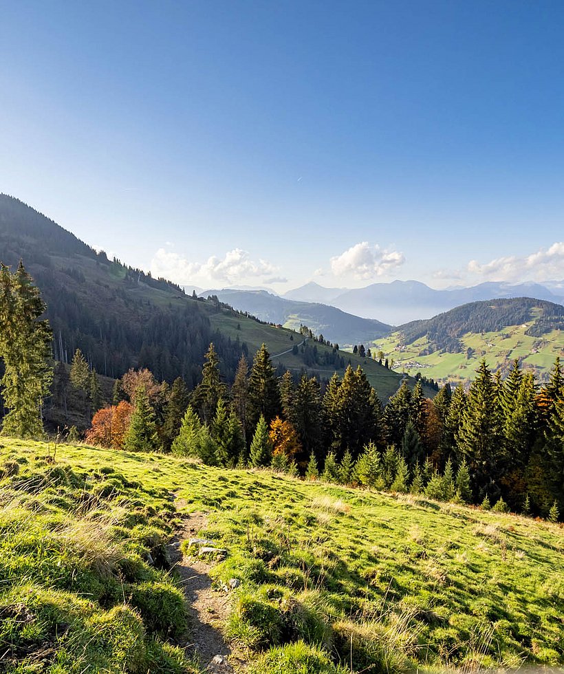 View over forested mountain slopes and valleys with clear sky and distant mountain panorama